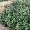 Compacta Japanese Holly Shrub 2 Compacta Japanese Holly Shrub -Arbor Day Foundation Store Compacta Holly 600x600 e05b0316 28ef 4fcf 94c4 5087edca450f