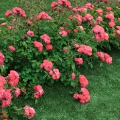 Coral Drift® Rose -Arbor Day Foundation Store Coral Drift Rose 2 FGT