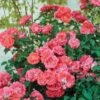 Coral Drift® Rose 1 Coral Drift® Rose -Arbor Day Foundation Store Coral Drift Rose FGT 600x600 7aa61bda abb9 40dd 8f10 9dd3d5869106