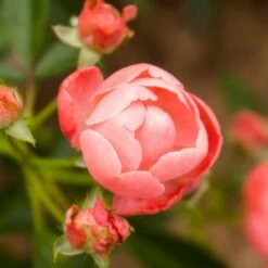 Coral Knock Out® Rose Shrub -Arbor Day Foundation Store Coral Knockout Rose 2 FGT