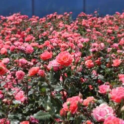 Coral Knock Out® Rose Shrub -Arbor Day Foundation Store Coral Knockout Rose 3 FGT