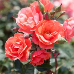 Coral Knock Out® Rose Tree -Arbor Day Foundation Store Coral Knockout Rose Tree 1
