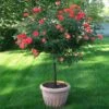 Coral Knock Out® Rose Tree -Arbor Day Foundation Store Coral Knockout Rose Tree 600x600 05e0cc69 e956 4022 80fb c98c8cc707a2