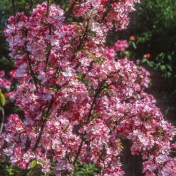 Coralburst® Crabapple 7 Coralburst® Crabapple -Arbor Day Foundation Store Coralbust Crabapple 1