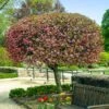 Coralburst® Crabapple -Arbor Day Foundation Store Coralbust Crabapple 600x600 702b7c92 3bbe 4840 a2aa e218de65b3bb