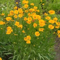 Nana Coreopsis (Tickseed) Plant -Arbor Day Foundation Store Coreopsis Nana 1