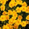 Nana Coreopsis (Tickseed) Plant 1 Nana Coreopsis (Tickseed) Plant -Arbor Day Foundation Store Coreopsis Nana 600x600 3216ecdb 069d 476d 8860 390f66c2a251