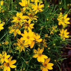 Threadleaf Coreopsis Plant -Arbor Day Foundation Store Coreopsis Zagreb 3 FGT