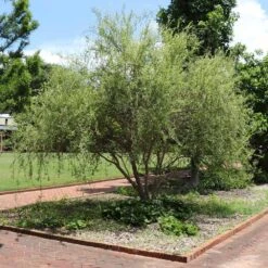 Corkscrew Willow Tree 10 Corkscrew Willow Tree -Arbor Day Foundation Store Corkscrew Willow 1