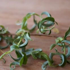 Corkscrew Willow Tree 12 Corkscrew Willow Tree -Arbor Day Foundation Store Corkscrew Willow 2