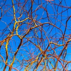 Corkscrew Willow Tree 13 Corkscrew Willow Tree -Arbor Day Foundation Store Corkscrew Willow 6