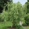 Corkscrew Willow Tree -Arbor Day Foundation Store Corkscrew Willow FGT 600x600 98e00d96 a189 43b0 87e6 dd2ecee62aac