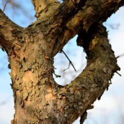 Cornelian Cherry Dogwood Tree 15 Cornelian Cherry Dogwood Tree -Arbor Day Foundation Store Cornelian Cherry Dogwood