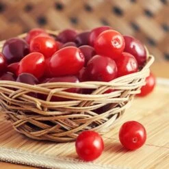 Cornelian Cherry Dogwood Tree 12 Cornelian Cherry Dogwood Tree -Arbor Day Foundation Store Cornelian Cherry Dogwood 1 FGT