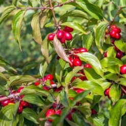 Cornelian Cherry Dogwood Tree 11 Cornelian Cherry Dogwood Tree -Arbor Day Foundation Store Cornelian Cherry Dogwood 2 FGT