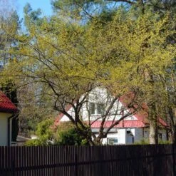 Cornelian Cherry Dogwood Tree 14 Cornelian Cherry Dogwood Tree -Arbor Day Foundation Store Cornelian Cherry Dogwood 4 FGT