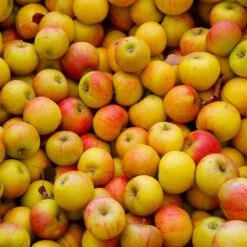 Cox's Orange Pippin Apple Tree 9 Cox's Orange Pippin Apple Tree -Arbor Day Foundation Store Coxs Orange Pippen 2