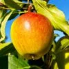 Cox's Orange Pippin Apple Tree 2 Cox's Orange Pippin Apple Tree -Arbor Day Foundation Store Coxs Orange Pippen FGT 600x600 65b7eab2 8aba 4949 9b04 4b7cb624ed71