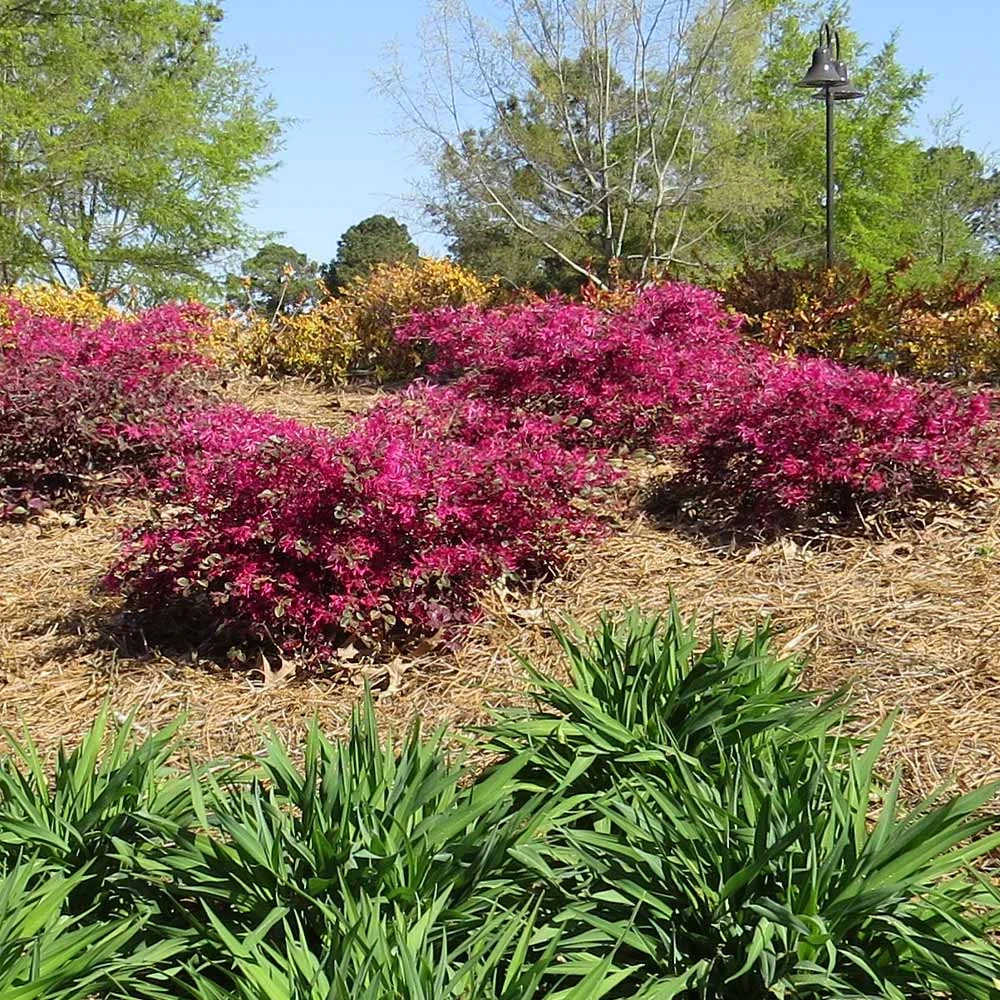 Crimson Fire™ Loropetalum 5 Crimson Fire™ Loropetalum - Image 3