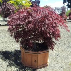 Crimson Queen Japanese Maple 9 Crimson Queen Japanese Maple -Arbor Day Foundation Store Crimson Queen Japanese Maple 1