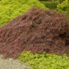 Crimson Queen Japanese Maple -Arbor Day Foundation Store Crimson Queen Japanese Maple 600x600 dc66bb60 ab31 44c4 a83f 883484bc6db2