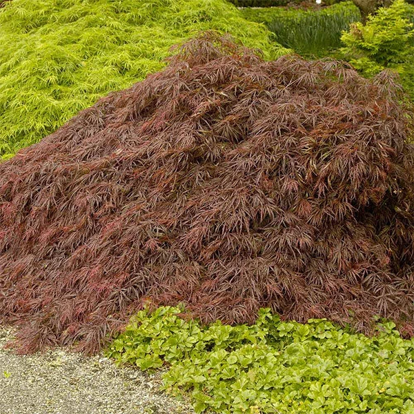Crimson Queen Japanese Maple 3 Crimson Queen Japanese Maple