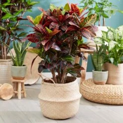 Sunset Hues House Plant Kit -Arbor Day Foundation Store Croton Petra 1 FGT 445f7f6a 00f4 451b a6b3 3f52129ac266