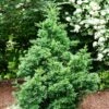 Black Dragon Cryptomeria 2 Black Dragon Cryptomeria -Arbor Day Foundation Store Cryptomeria Black Dragon FGT 600x600 9cd5898a a453 4463 8500 45fbd2c94a22