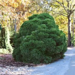 Cryptomeria 'Globosa Nana' Shrub -Arbor Day Foundation Store Cryptomeria Radicans 1 5a013f2a 9f79 4f42 98de 73ba60d03d17