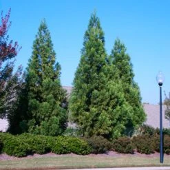Cryptomeria Radicans 11 Cryptomeria Radicans -Arbor Day Foundation Store Cryptomeria Radicans 2