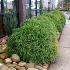 Cryptomeria 'Globosa Nana' Shrub -Arbor Day Foundation Store Cryptomeria Radicans 2 3165d994 5f65 4559 9565 a9ab498ac1dd
