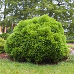 Cryptomeria 'Globosa Nana' Shrub -Arbor Day Foundation Store Cryptomeria Radicans 3