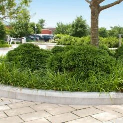 Cryptomeria 'Globosa Nana' Shrub -Arbor Day Foundation Store Cryptomeria Radicans 5 1b1b9abd 7f86 4bef bc80 cb1e72effa46