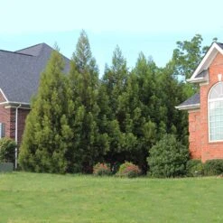 Cryptomeria Radicans 14 Cryptomeria Radicans -Arbor Day Foundation Store Cryptomeria Radicans 6