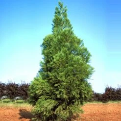 Yoshino Japanese Cedar -Arbor Day Foundation Store Cryptomeria Yoshino 1
