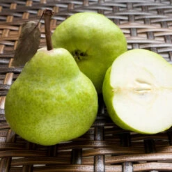 D'Anjou Pear Tree -Arbor Day Foundation Store DAnjou Pear 3 FGT da277ba9 1c1c 4f9f 9202 bc3a27216f3b