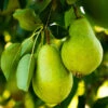 D'Anjou Pear Tree 2 D'Anjou Pear Tree -Arbor Day Foundation Store DAnjou Pear FGT 600x600 47b2e1af de7d 461b 83bc 1a4a17bbced1