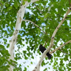 Dakota Pinnacle Birch Tree 9 Dakota Pinnacle Birch Tree -Arbor Day Foundation Store Dakota Pinnacle Birch 5