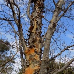 DannaSpire Columnar Elm Tree 13 DannaSpire Columnar Elm Tree -Arbor Day Foundation Store Danaspire Elm 1