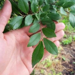 DannaSpire Columnar Elm Tree 10 DannaSpire Columnar Elm Tree -Arbor Day Foundation Store Danaspire Elm 2