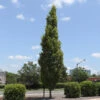 DannaSpire Columnar Elm Tree -Arbor Day Foundation Store Danaspire Elm 600x600 4961af7f dea7 40b3 82eb c3bc4c66c411
