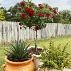 Dancing In The Dark™ Rose Tree -Arbor Day Foundation Store Dancing in the Dark 2