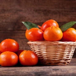 Dancy Tangerine Tree 10 Dancy Tangerine Tree -Arbor Day Foundation Store Dancy Tangerine 1 FGT