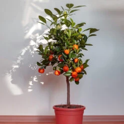 Dancy Tangerine Tree 9 Dancy Tangerine Tree -Arbor Day Foundation Store Dancy Tangerine 2 FGT