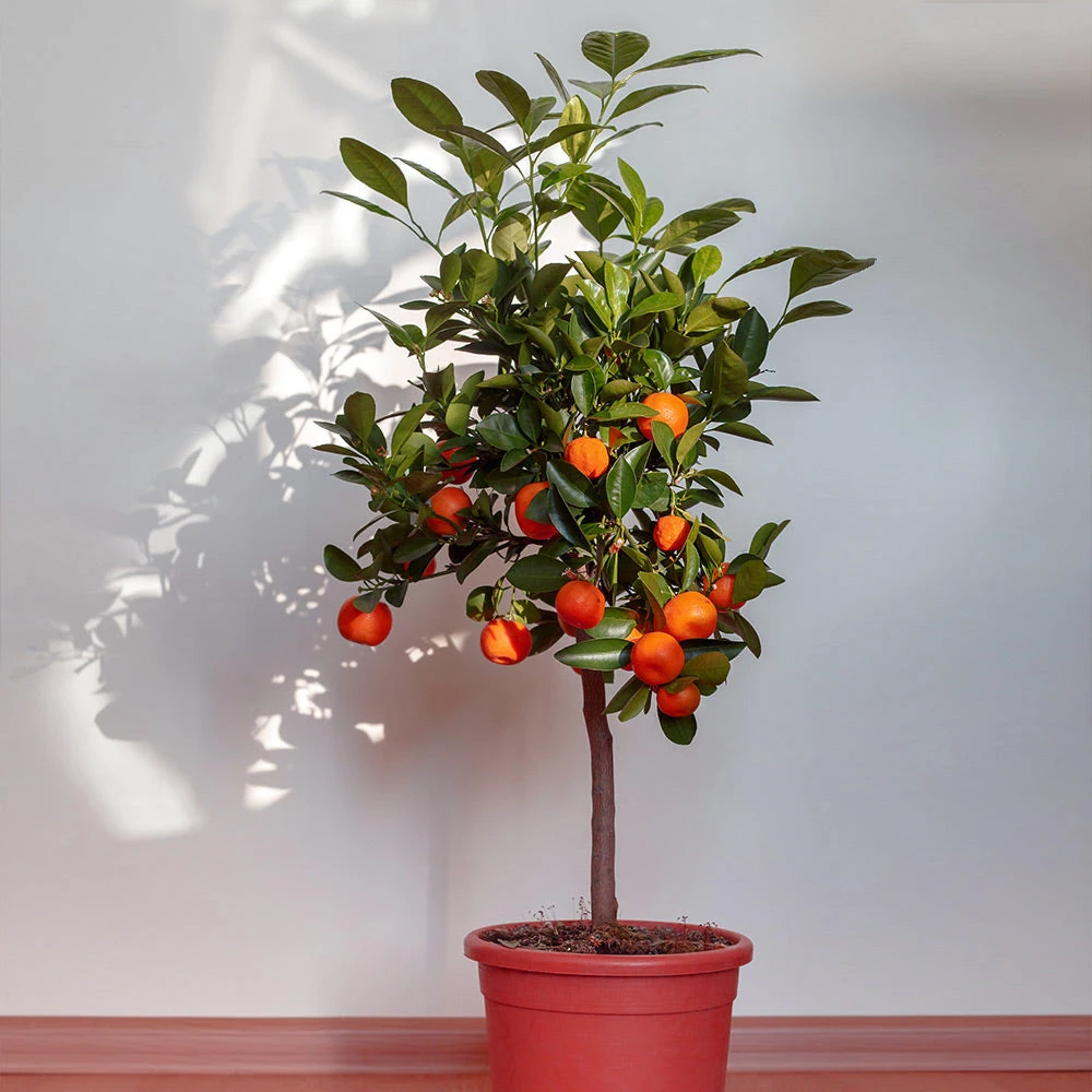 Dancy Tangerine Tree 5 Dancy Tangerine Tree - Image 3