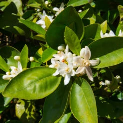 Dancy Tangerine Tree 11 Dancy Tangerine Tree -Arbor Day Foundation Store Dancy Tangerine 7