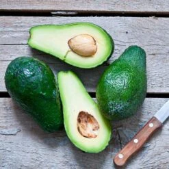 Condo™ Avocado Tree -Arbor Day Foundation Store Day Condo Avocado 5 FGT