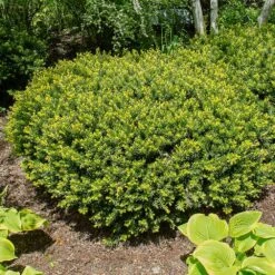 Dense Spreading Yew -Arbor Day Foundation Store Dense spreading yew 1