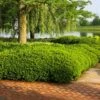 Dense Spreading Yew -Arbor Day Foundation Store Dense spreading yew FGT 600x600 e957b545 421a 44cc 9fc5 5adabf8987c3