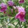Bubba Jones Desert Willow -Arbor Day Foundation Store Desert WIllow Bubba Jones 600x600 a9515f42 f813 44b7 b66d ed50ae000e31